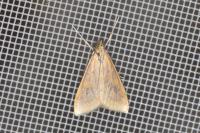 Udea ferrugalis