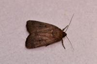 Amphipyra tragopoginis