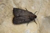 Amphipyra tragopoginis