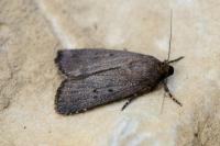 Amphipyra tragopoginis
