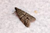 Ephestia