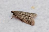 Ephestia