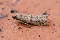 Ephestia