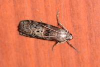 Phycita roborella
