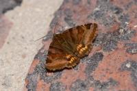 Euclidia glyphica