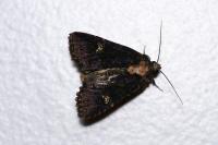 Mesapamea secalella/secalis