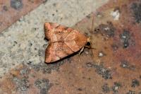 Cosmia trapezina