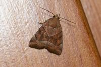 Cosmia trapezina