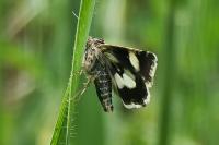 Tyta luctuosa