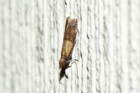 Plodia interpunctella