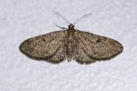 Eupithecia
