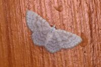Asthena albulata