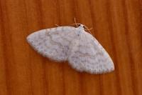 Asthena albulata