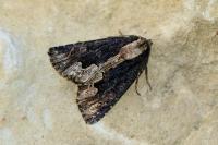 Dypterygia scabriuscula
