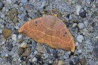 Watsonalla binaria