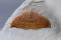 Watsonalla binaria