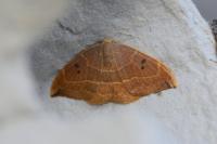 Watsonalla binaria