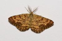Ematurga atomaria