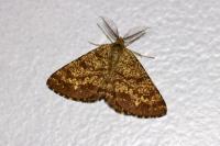 Ematurga atomaria