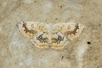 Cyclophora annularia