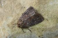 Rusina ferruginea