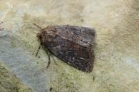 Rusina ferruginea