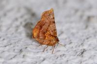 Selenia dentaria