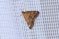 Pyrausta despicata
