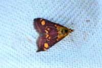 Pyrausta aurata