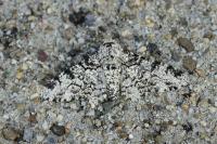 Biston betularia