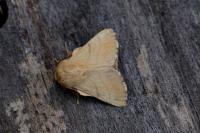 Malacosoma neustria