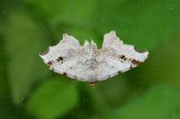 Macaria alternata