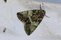 Polyphaenis sericata
