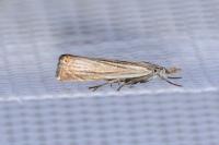 Chrysoteuchia culmella