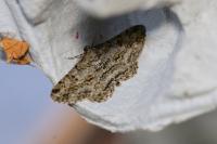 Peribatodes rhomboidaria rhomboidaria