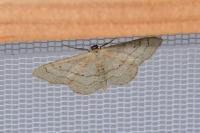 Idaea aversata