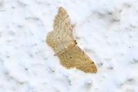 Idaea fuscovenosa