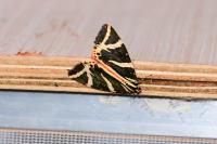 Euplagia quadripunctaria
