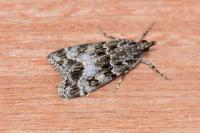 Eudonia mercurella
