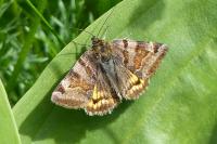 Euclidia glyphica