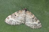 Pterapherapteryx sexalata