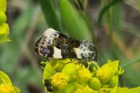 Acontia lucida