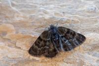 Psodos alticolaria