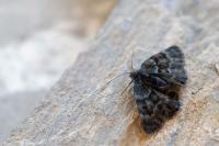 Psodos alticolaria