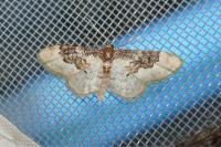 Idaea rusticata