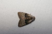 Meganola togatulalis