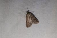 Pachycnemia hippocastanaria hippocastanaria