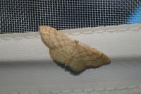 Idaea deversaria