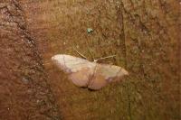 Idaea ostrinaria