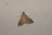 Mecyna asinalis